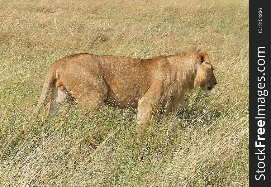 Young lion in savanna - Masai Mara, Kenya