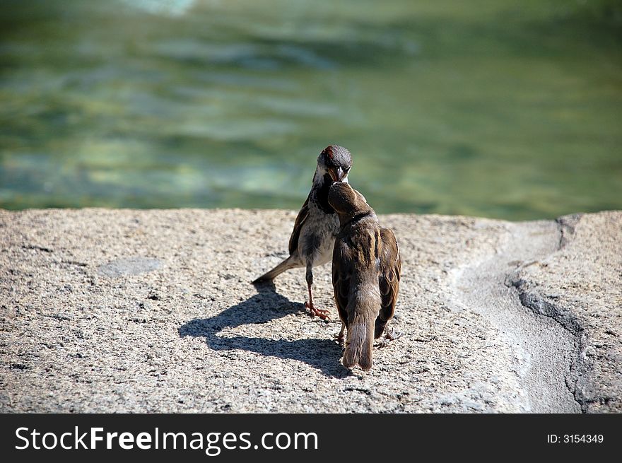 2 birds kissing in a park