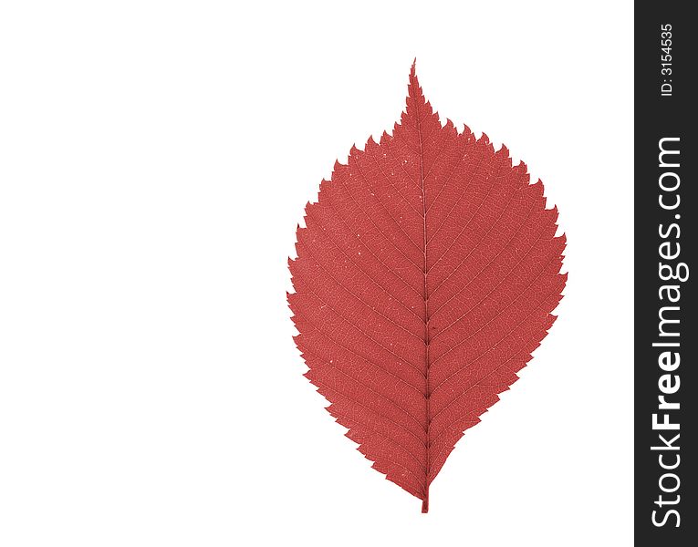 Red leaf isolated on white