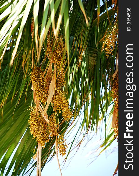 Bunch of fruits / seeds from a palm tree. Bunch of fruits / seeds from a palm tree