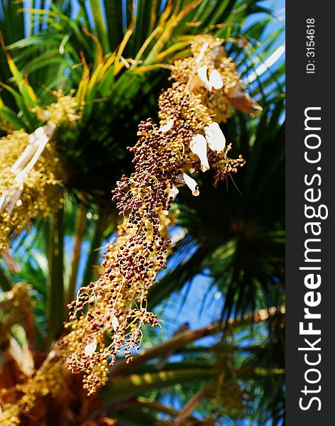 Bunch of fruits / seeds from a palm tree. Bunch of fruits / seeds from a palm tree
