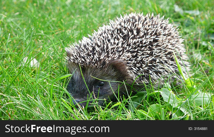 Closeup of baby hedgehof in the grass. Closeup of baby hedgehof in the grass