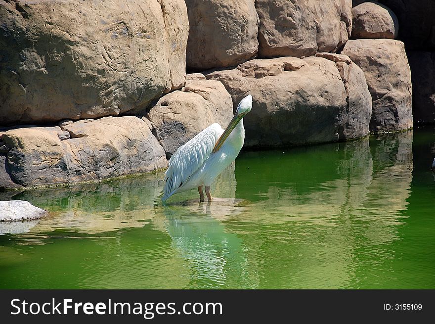 A Pelikan In A Zoo