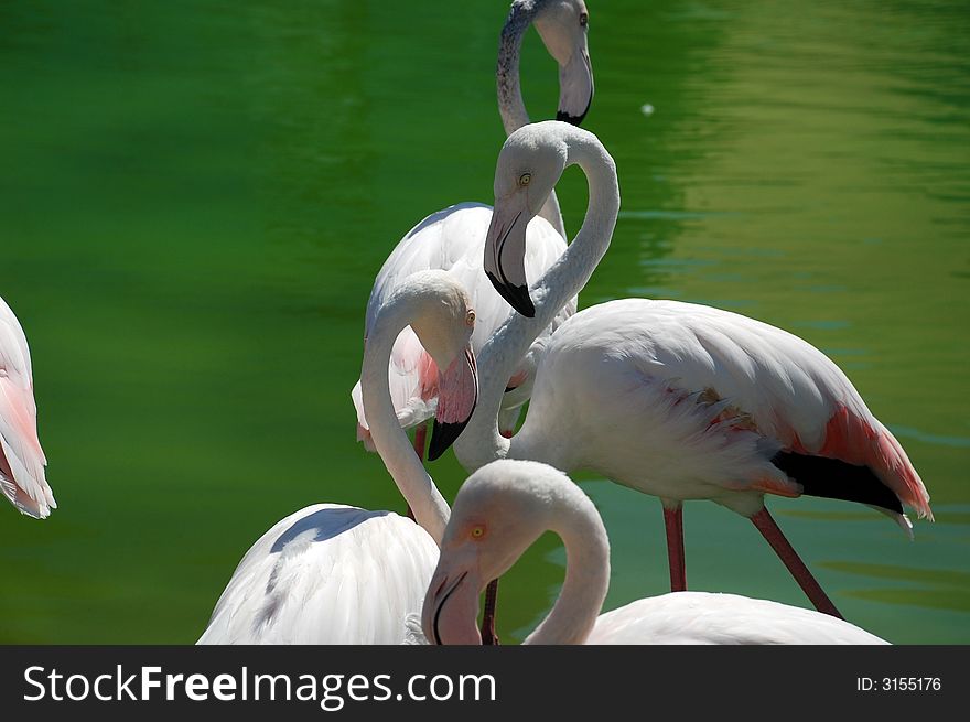 Bright colored elegant flamingos