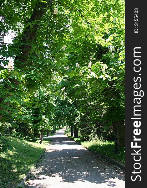 Chestnut alley in the park. Blooming of chestnut tree in the spring