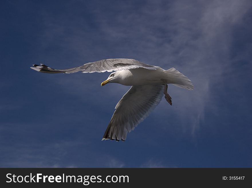 A closeup photograph of a majestic seagull in flight.