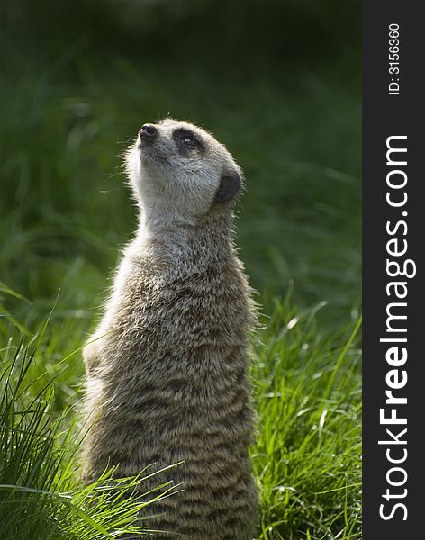 Meerkat keeping a watchful eye out for danger.