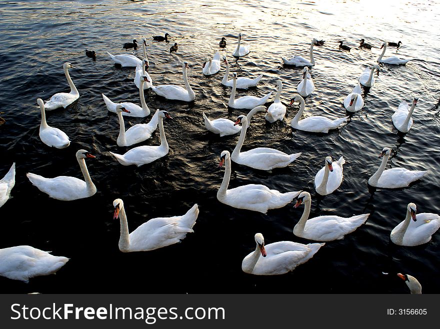 Swans on Praha's river