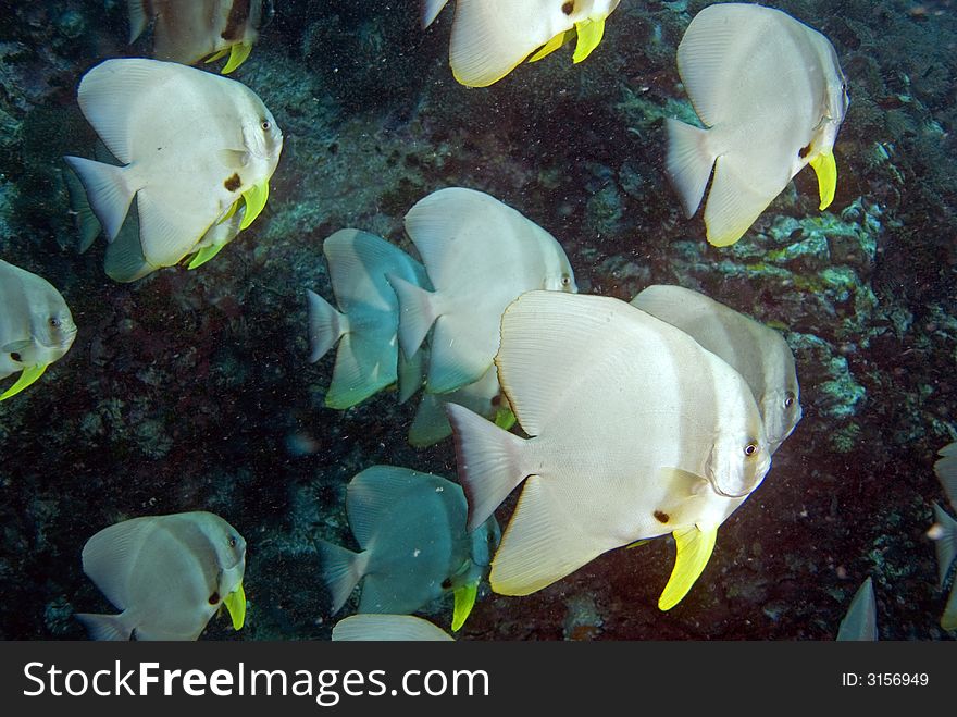 Schooling Teira batfish at Sail Rock dive site close to Koh Tao island in Thailand. Schooling Teira batfish at Sail Rock dive site close to Koh Tao island in Thailand