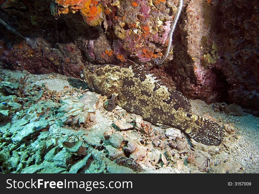 Giant grouper at chumphon pinnacle dive site close to Koh Tao island in Thailand