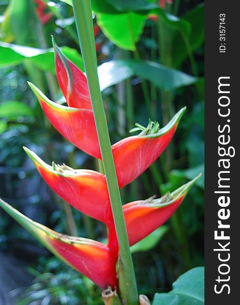 Bright pink heliconia among other tropical plants