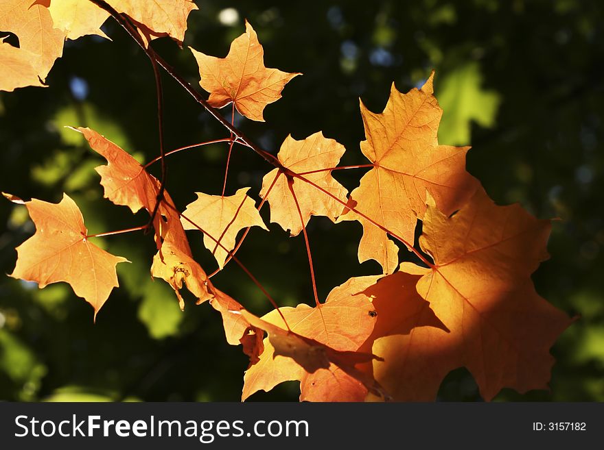 A branch of red maple leaves under sunshine