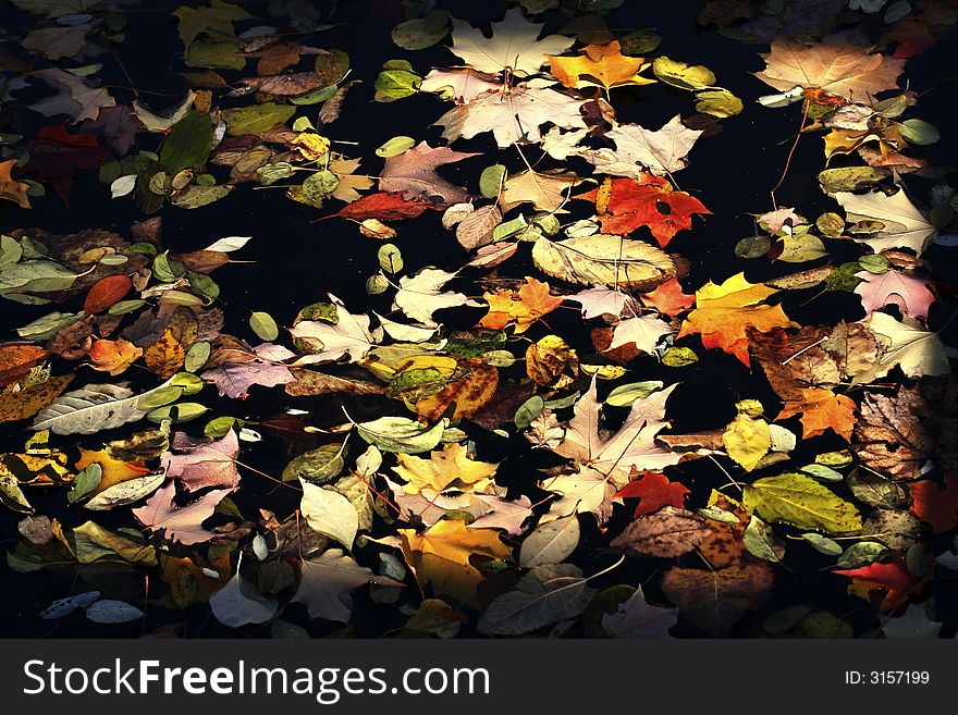 Many leaves on the surface of a pond. Many leaves on the surface of a pond