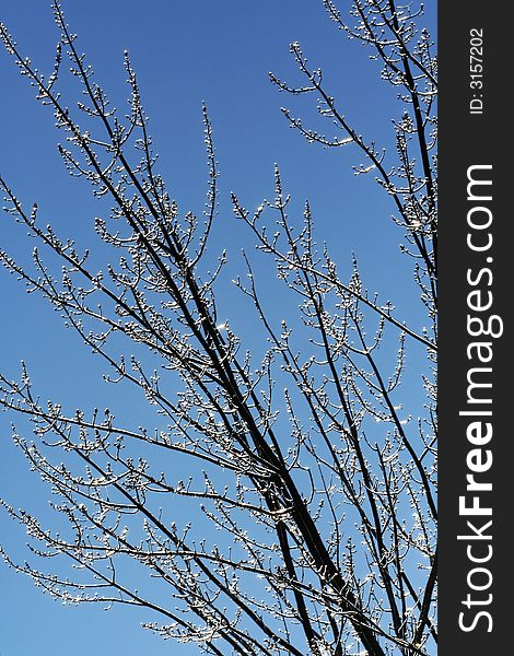 All the branches of the tree are covered by ice after an ice storm. All the branches of the tree are covered by ice after an ice storm