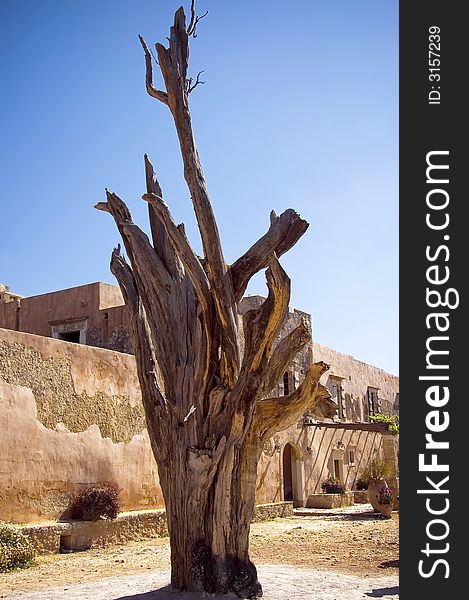 A very old gnarled tree in the courtyard of Arkadi monastery,  in a mountain village of Crete, Greece. A very old gnarled tree in the courtyard of Arkadi monastery,  in a mountain village of Crete, Greece
