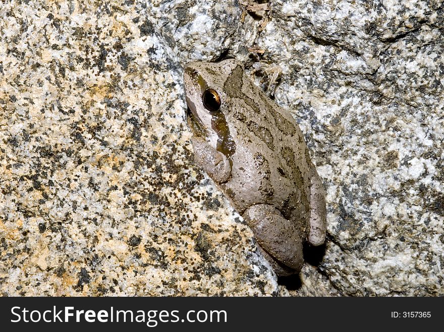 Pacific tree frog on rock at Lake Tahoe