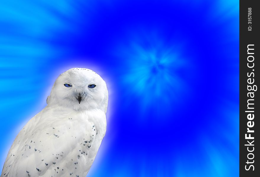 A snowy owl against a blue background