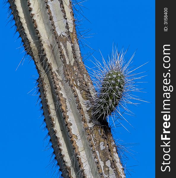 Candle cactus against a bright blue sky. Candle cactus against a bright blue sky