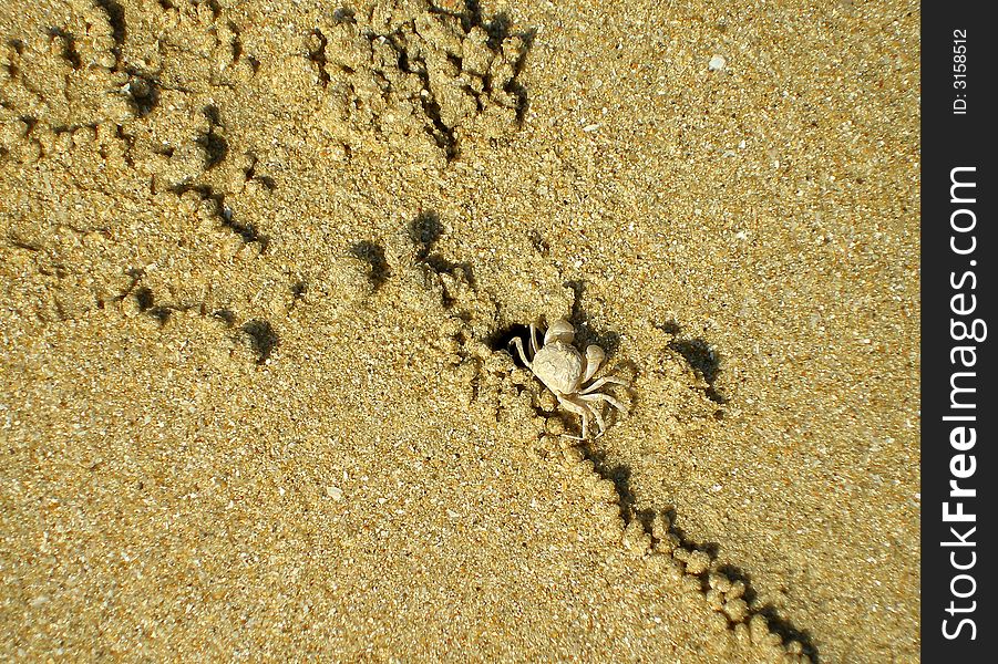 Small crab is building his home. He put a lot of round grains of sand near his hole. Small crab is building his home. He put a lot of round grains of sand near his hole.