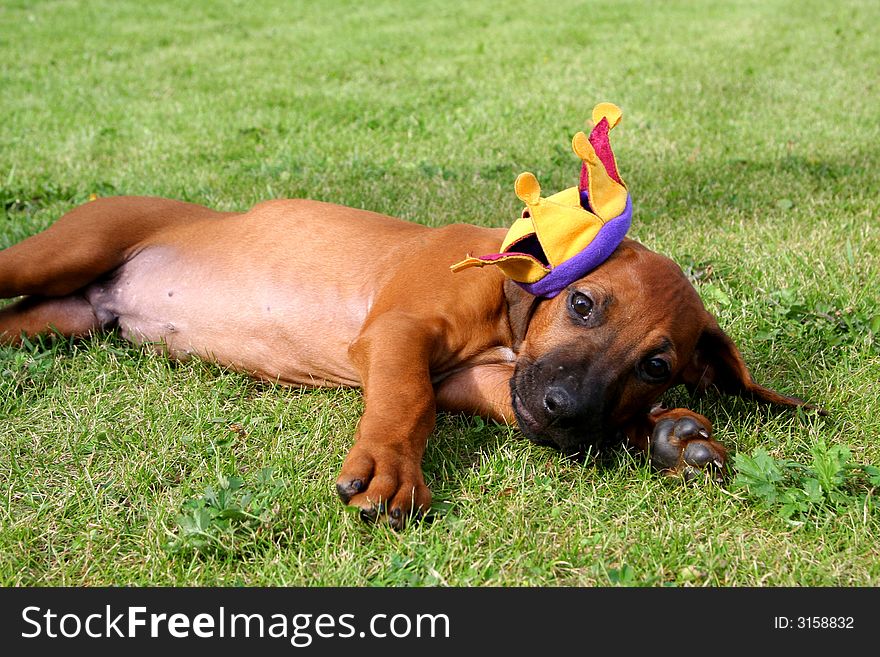 Puppy ridgeback is a king of dogs