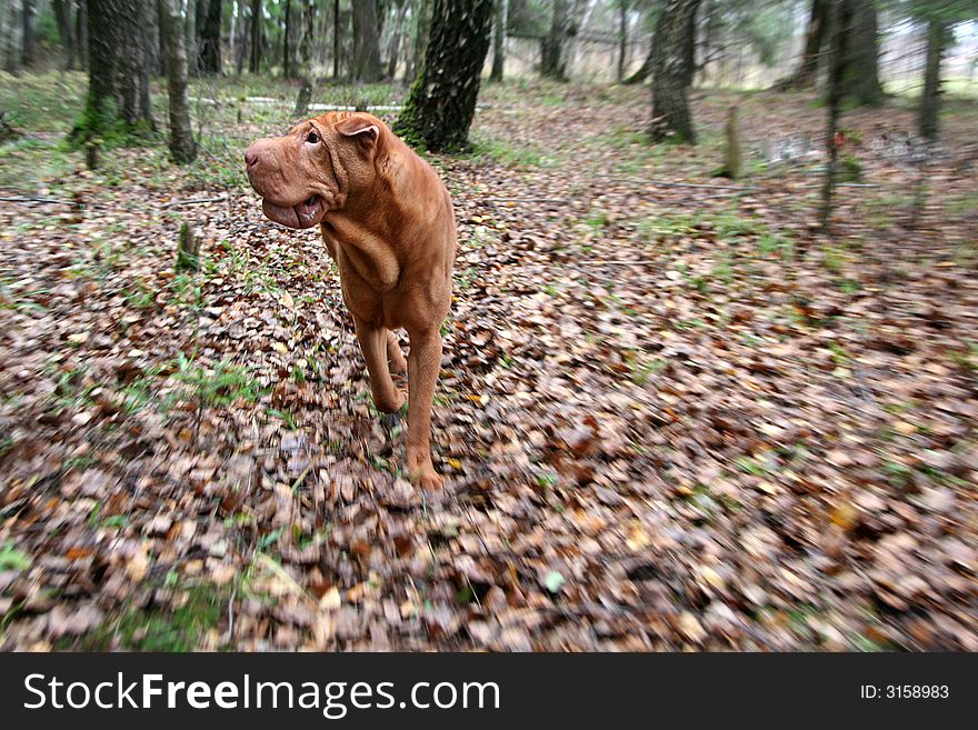 Running Chinese Shar-pei at forest