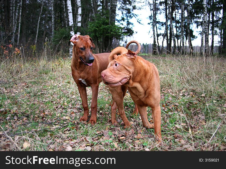 Game of ridgeback and Chinese Shar-pei. Game of ridgeback and Chinese Shar-pei