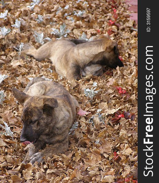 Two dogs hide among  fallen leaves to have a dinner. Two dogs hide among  fallen leaves to have a dinner