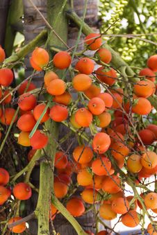 Are-ca Nut Palm On Tree Royalty Free Stock Photos Are-ca Nut Palm On Tree Royalty Free Stock Photos