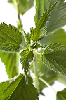 Nettle Stock Photography Nettle Stock Photography