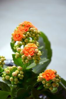Kalanchoe Stock Photos Kalanchoe Stock Photos