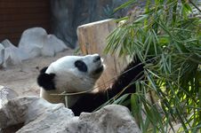 Face Of A Giant Panda Stock Photos