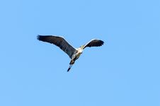 Common Heron Royalty Free Stock Images