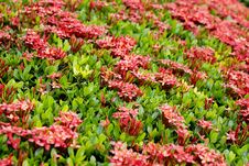 Ixora Flowers Stock Photography Ixora Flowers Stock Photography