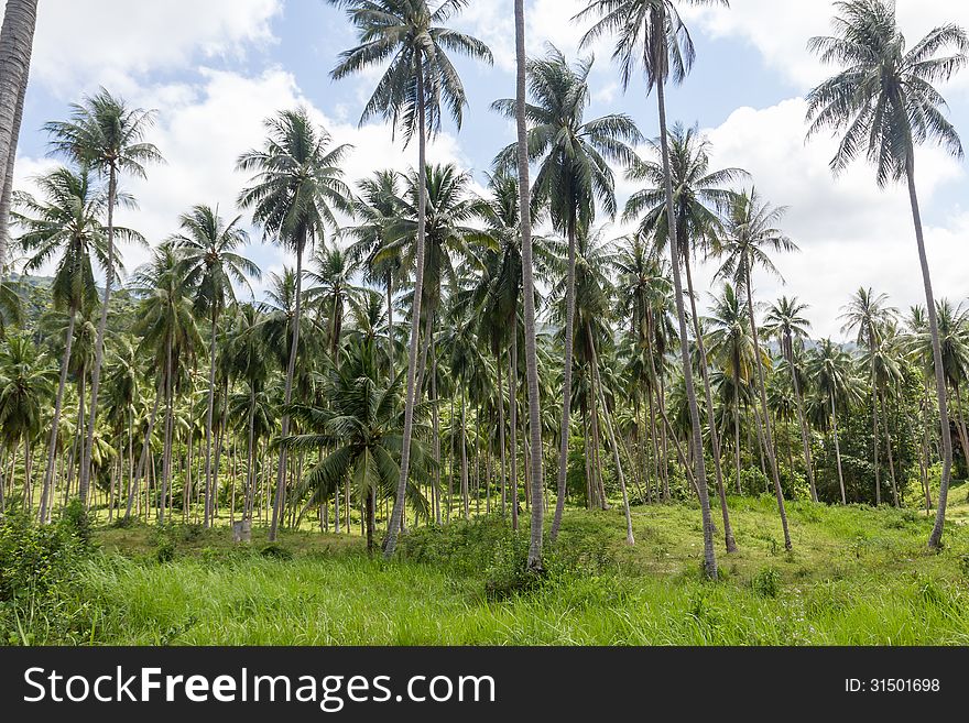 Coconut plantation on the Samui Island in Thailand. Coconut plantation on the Samui Island in Thailand