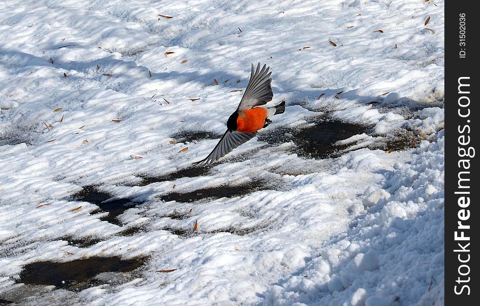 Flying bullfinch with a red paunch against the snow