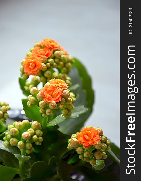 Young flower of a kalanchoe with buds