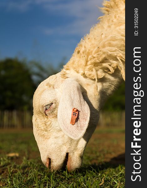 Sheep in the farm in a sunny day. Sheep in the farm in a sunny day.