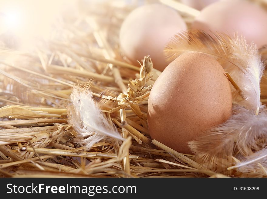 Fresh organic eggs in a nest