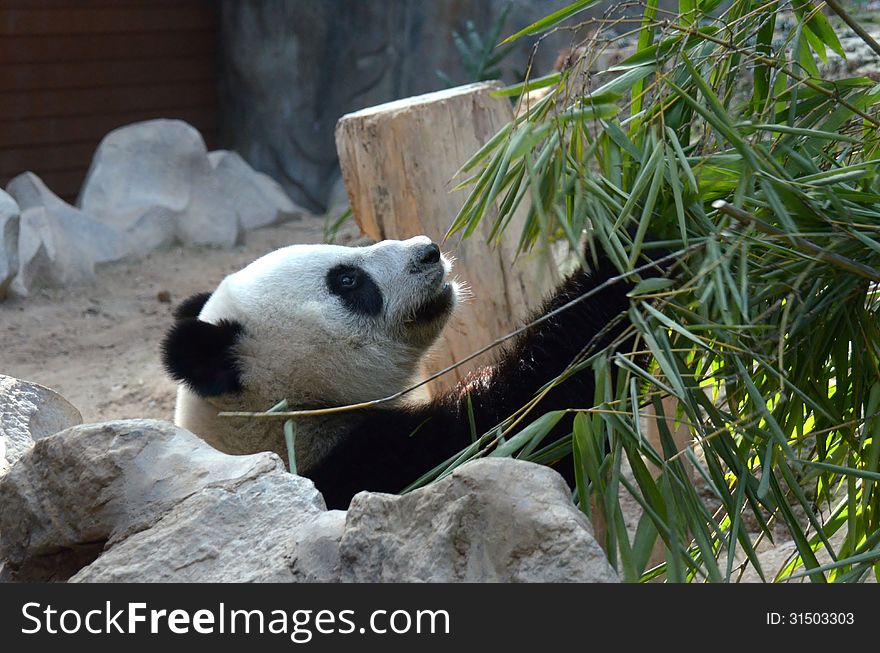 A Giant Panda picking through Bamboo leaves. A Giant Panda picking through Bamboo leaves