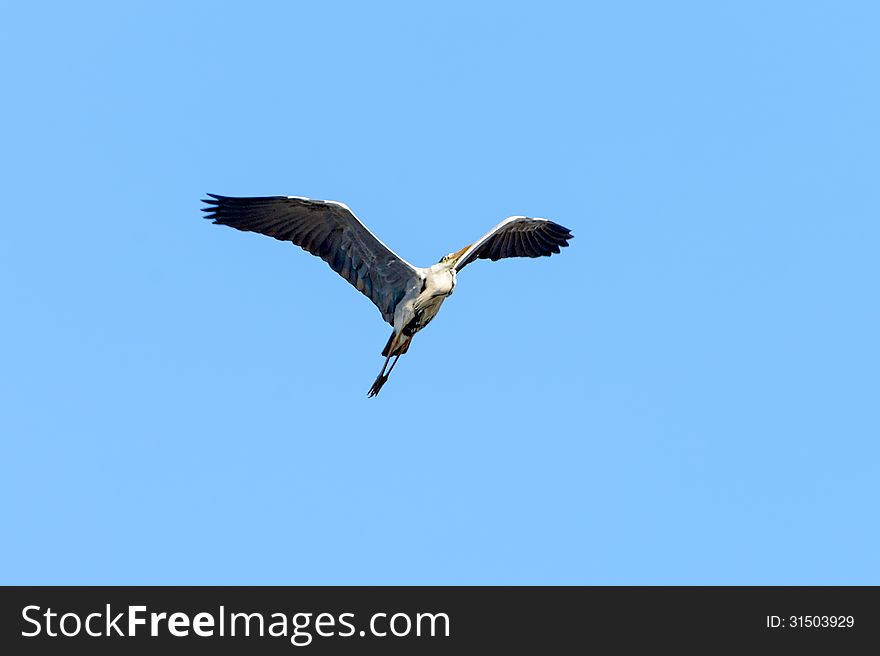 Common heron(Ardea cinerea) flies on background a blue sky.