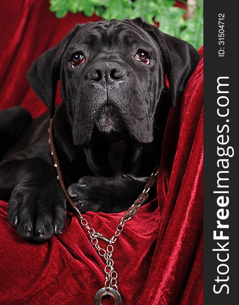 Cute black cane corso puppy portrait. Cute black cane corso puppy portrait