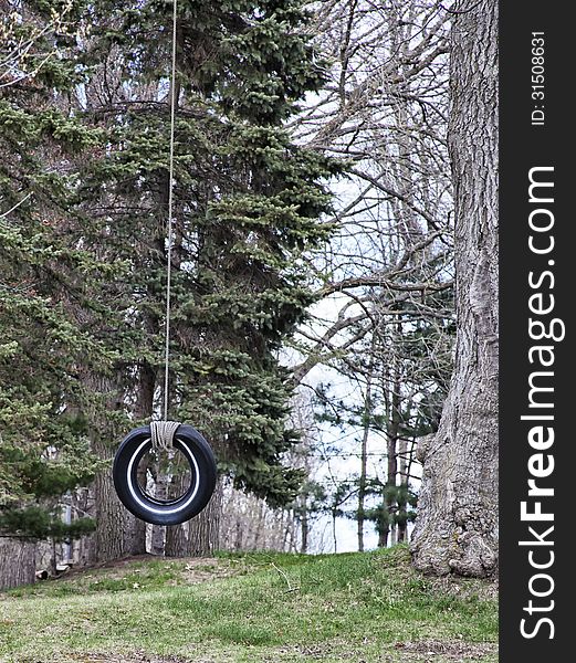 Tire swing hangs from a tall tree.
