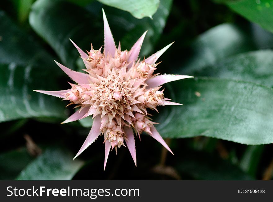 Close - up of a pink quill flower. Close - up of a pink quill flower.