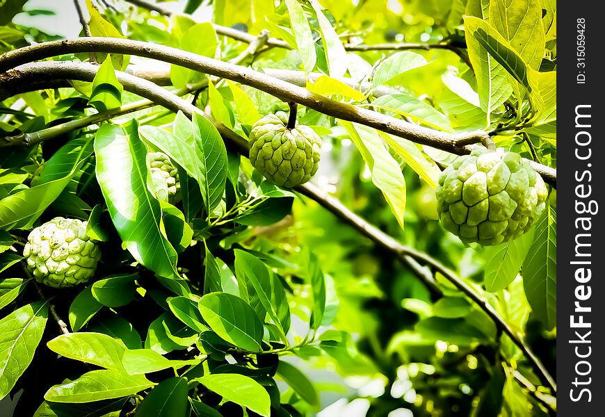 Srikaya fruit may be difficult to find this fruit at this time