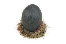 Nest Egg Stock Photography