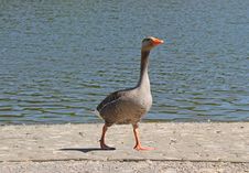 Greylag Goose. Stock Photos Greylag Goose. Stock Photos