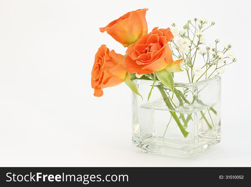 Photographed roses and babys breath in glass vase on a white background