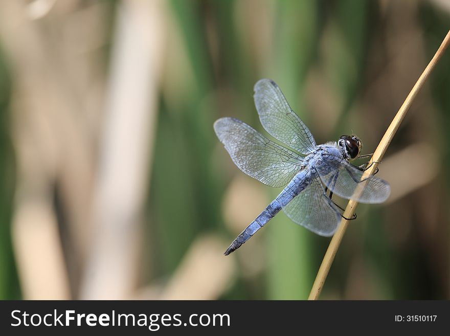 Gray dragonfly on dry leaf. Gray dragonfly on dry leaf
