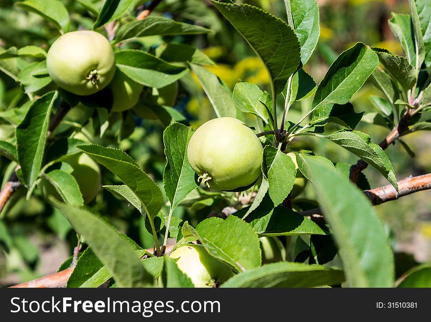 Green ripe apples on tree