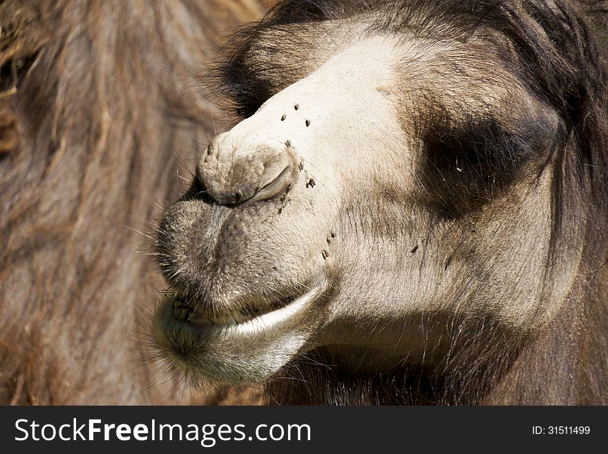 Close up of a camel with flies